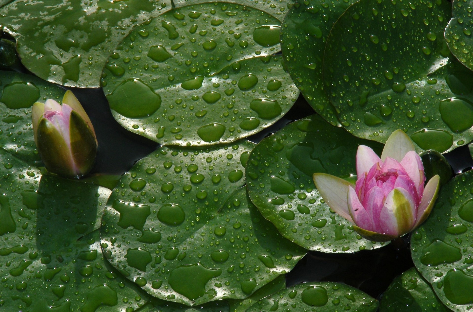 water lilies sheet falls buds water