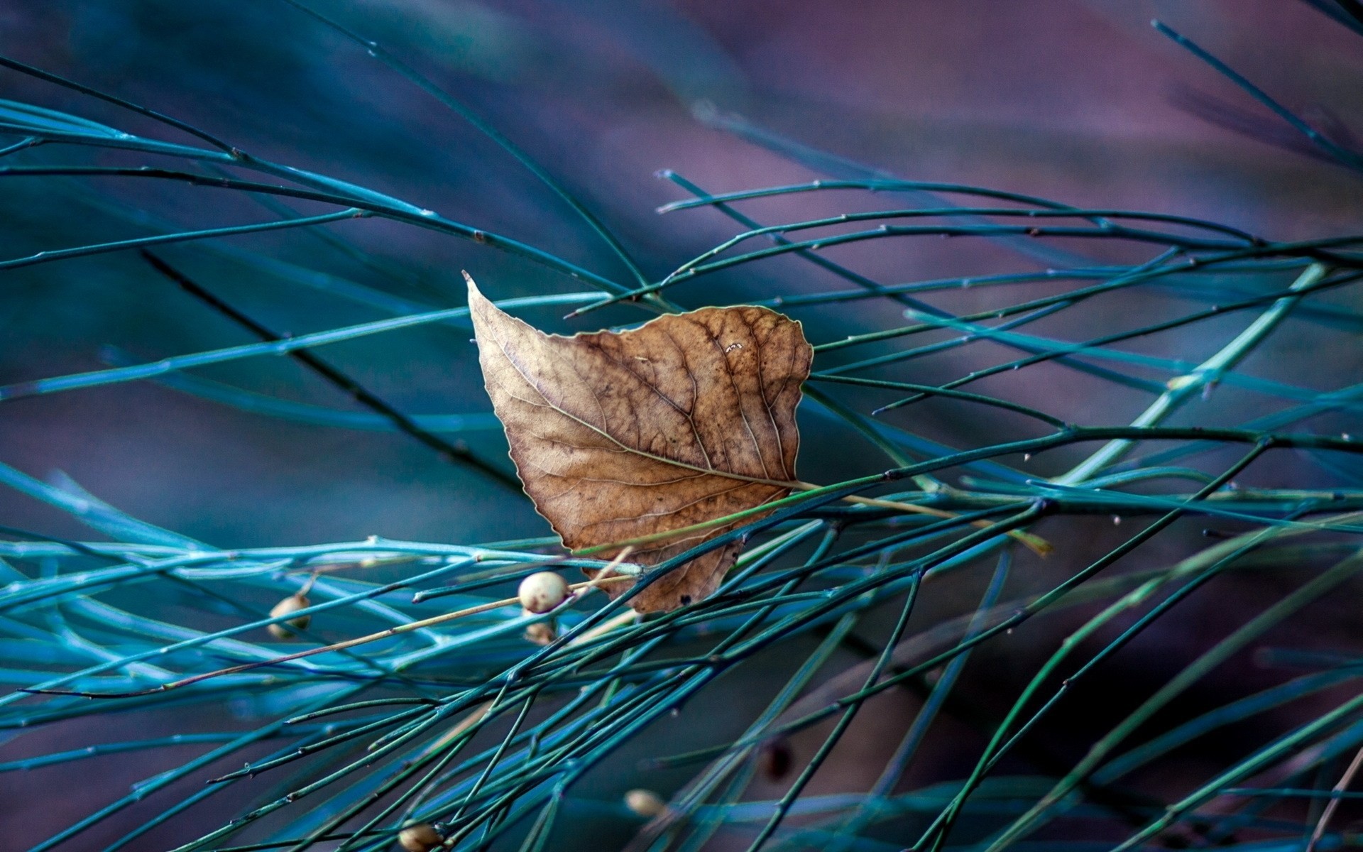 heet autumn tree close up