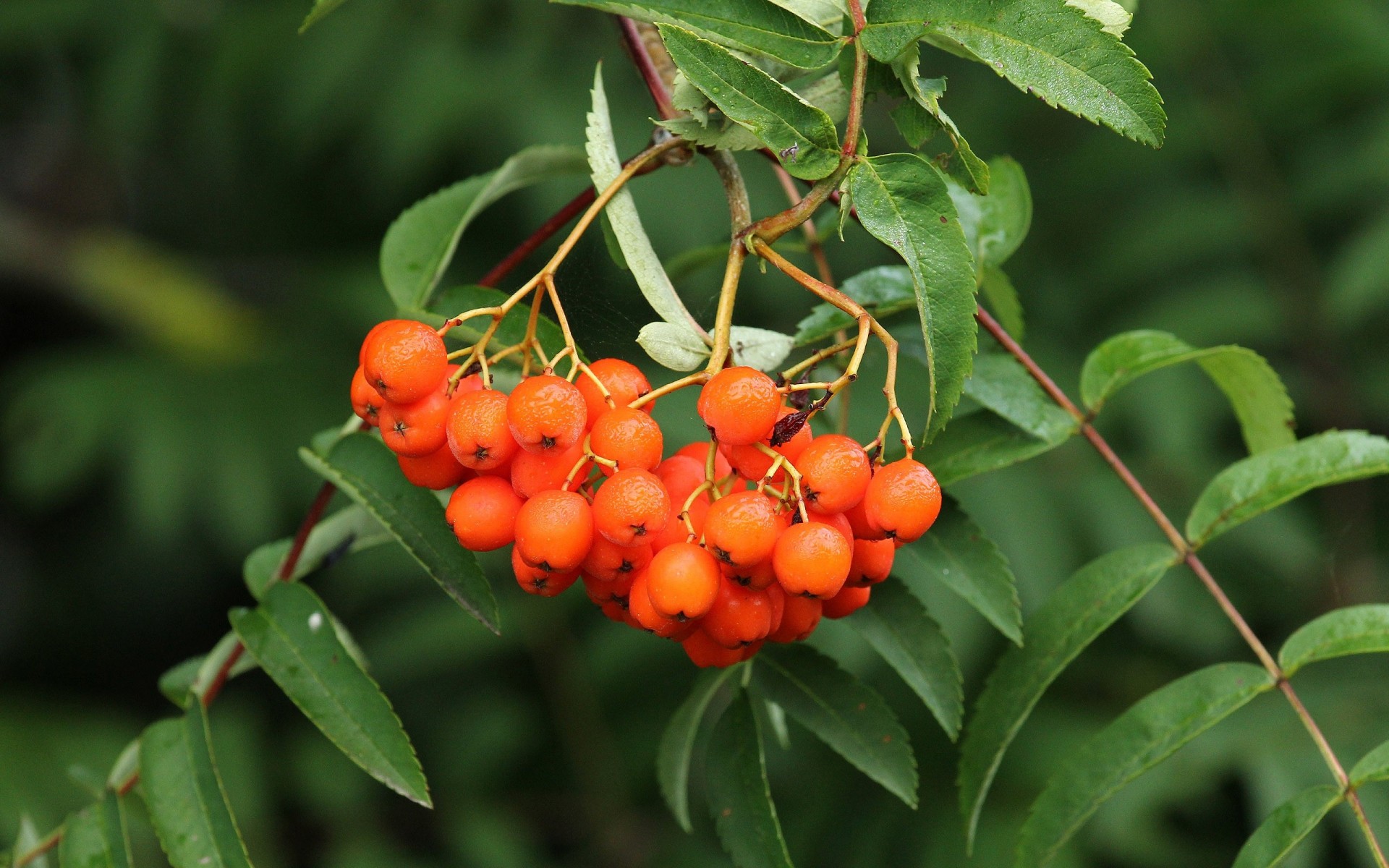 heet rowan berry