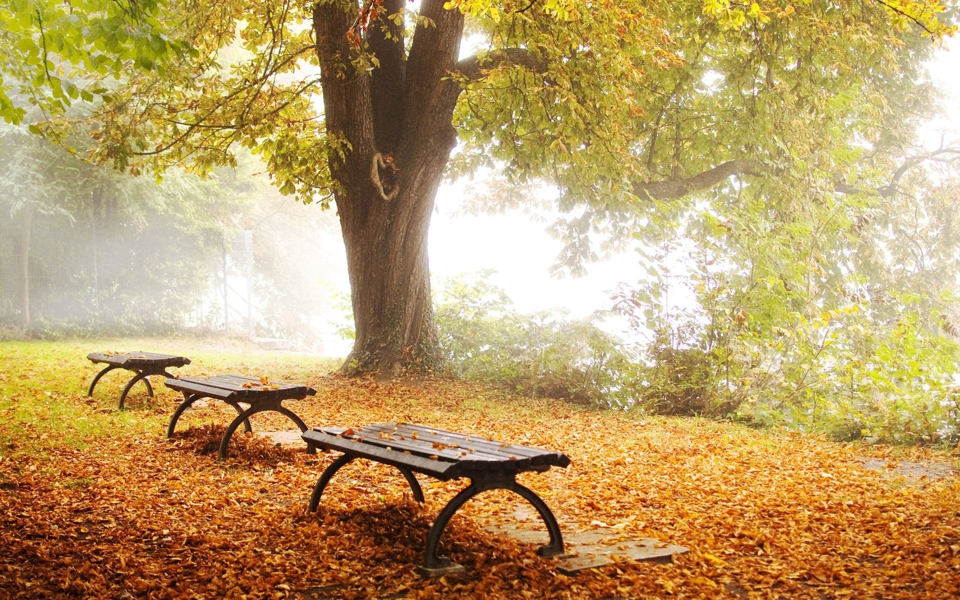 sklep liście drzewo park natura sklepy jesień