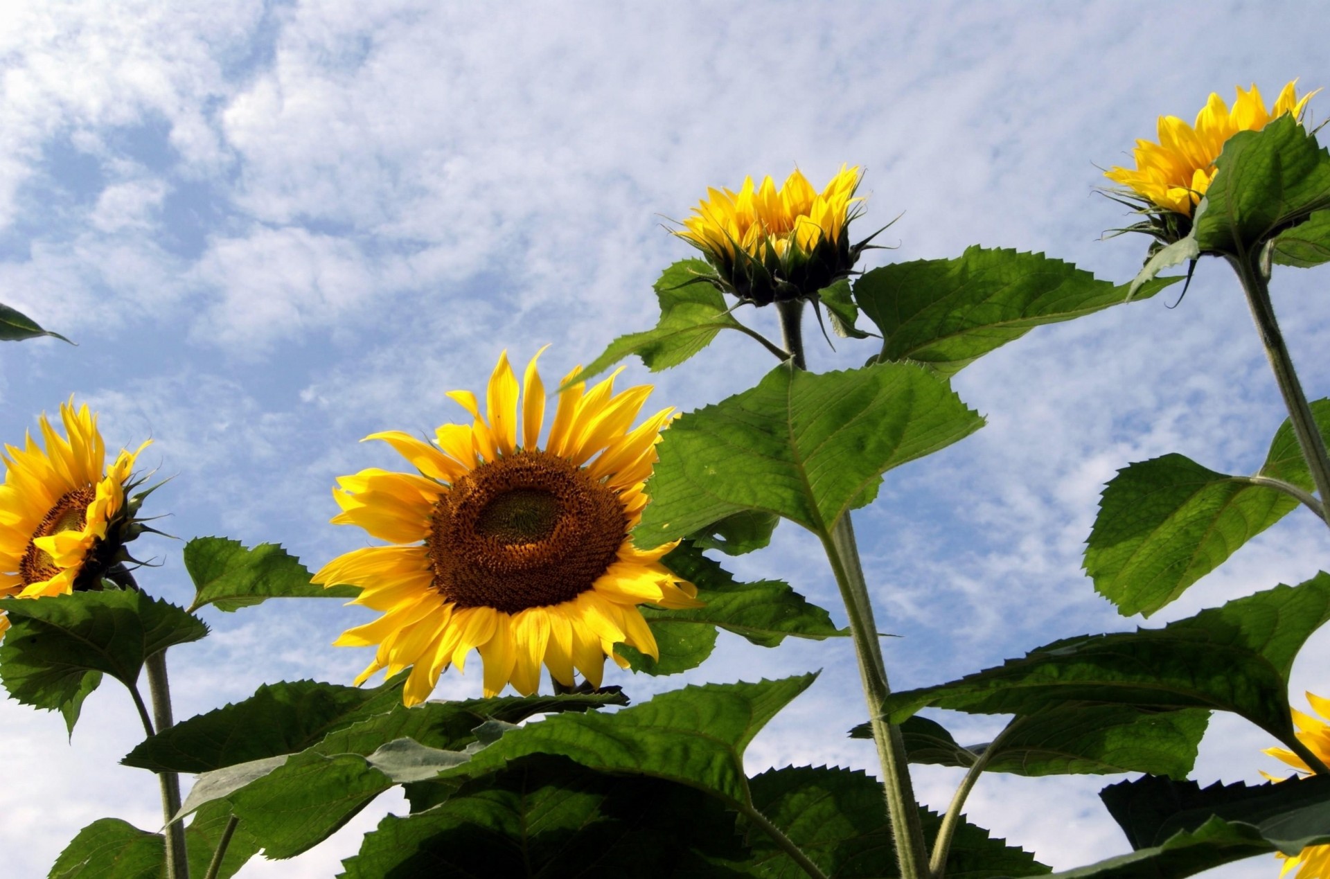 campo cielo girasoli estate nuvole