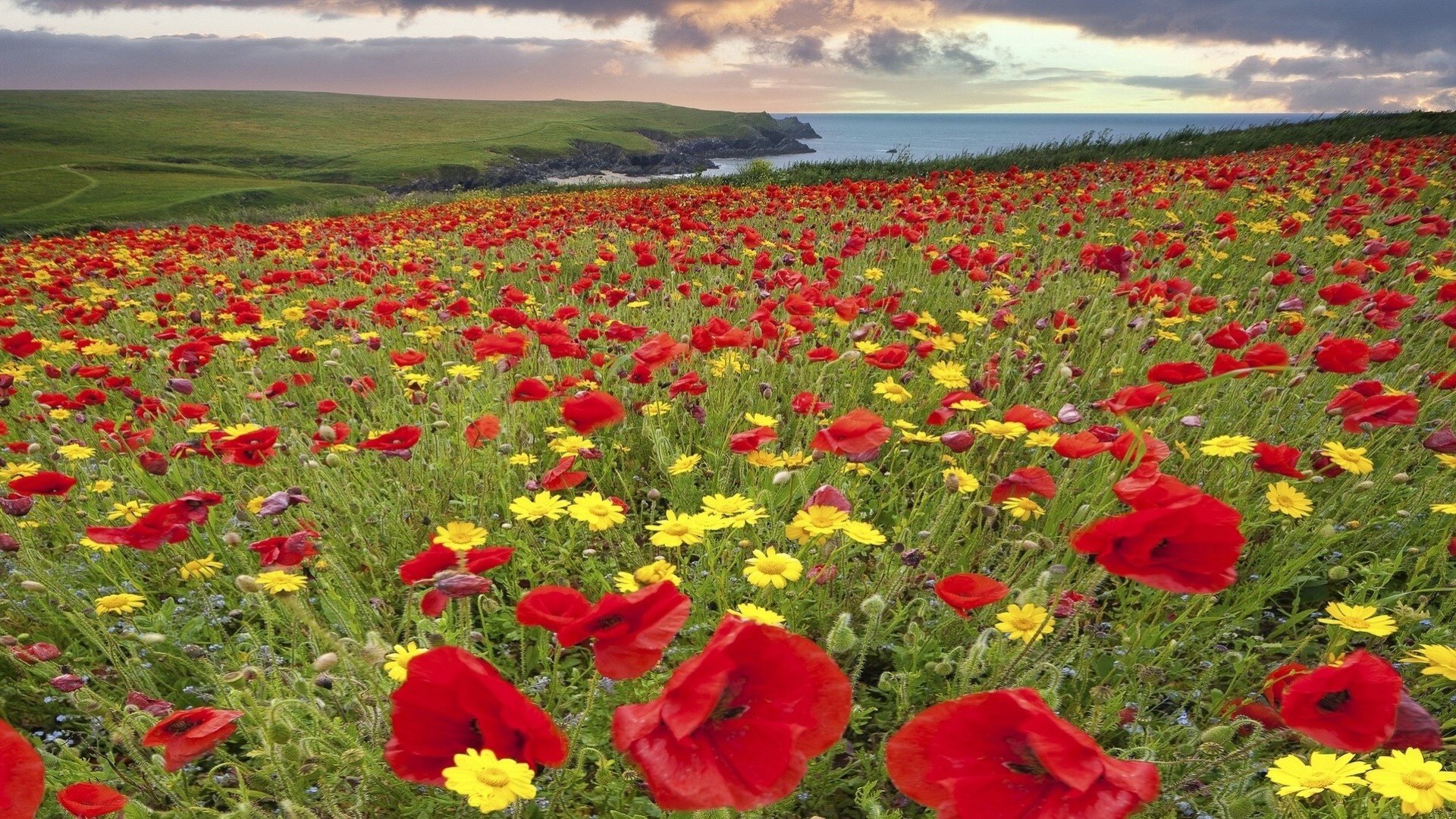 cornouailles côte marguerites angleterre fleurs coquelicots prairie