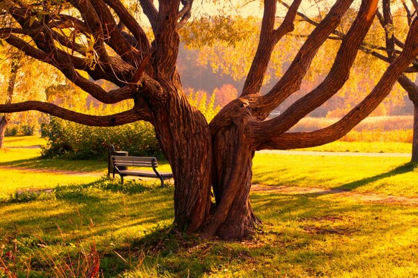 Beau temps d automne dans le parc