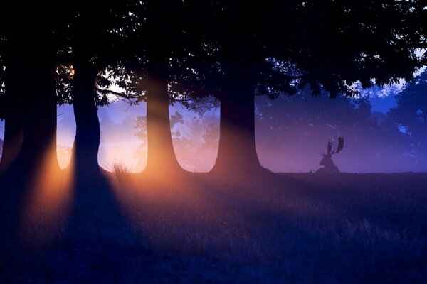 Wald Hirsch Sonnenuntergang in der Natur