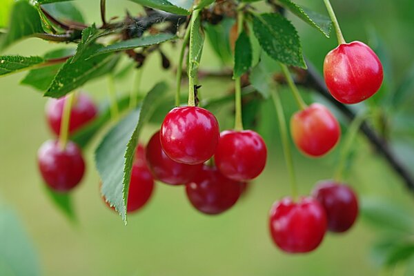 Juicy cherry and leaves on an autumn background