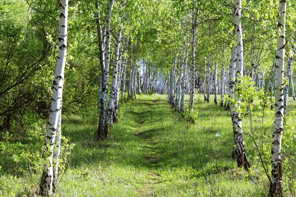 Sentier forestier le long des jeunes bouleaux