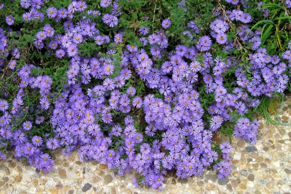 Flores Lilas en un camino de piedra