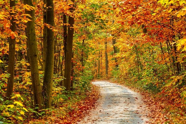 Herbstlandschaft mit Straße und gelbem Laub