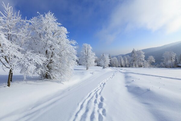 Jour glacial. Givre sur les branches