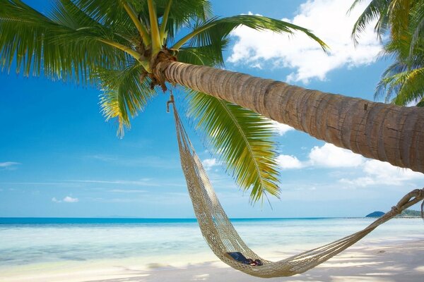 Relaxing by the sea, hammock on a palm tree