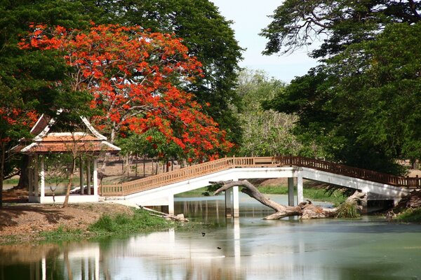 Ponte sul fiume circondato da fogliame lussureggiante di alberi