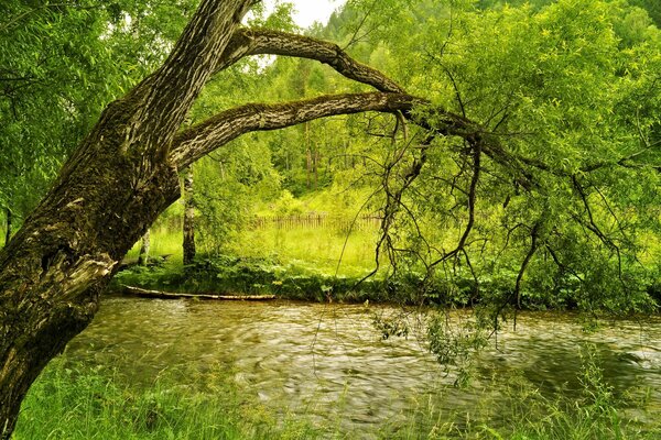 Peijaz verde con río y árboles