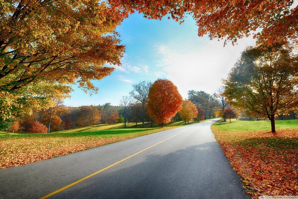 Route, piste. Forêt d automne. Feuilles jaunes