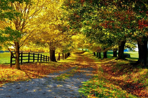 Sentier d automne avec des feuilles mortes