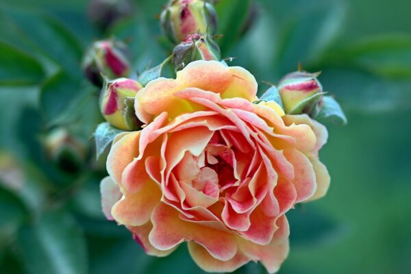 Knospen und rosa Rose Blume