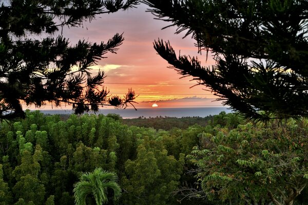 Beautiful sunset through the trees