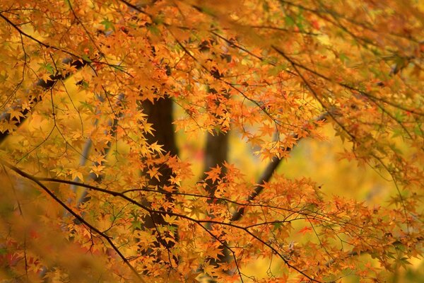 Automne fond d arbres orange