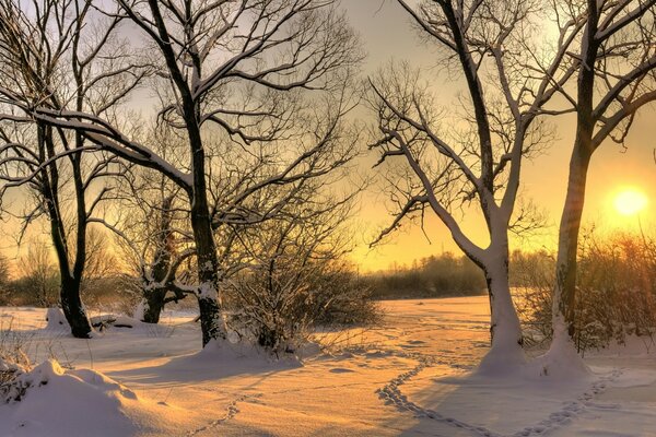 Winterlandschaften und Bäume