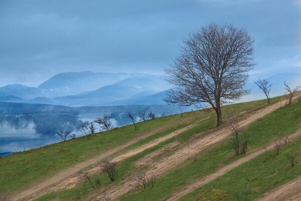 A slope with a tree on the background of mountains