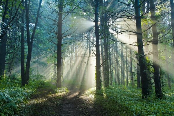 Paysage forestier avec des rayons de lumière