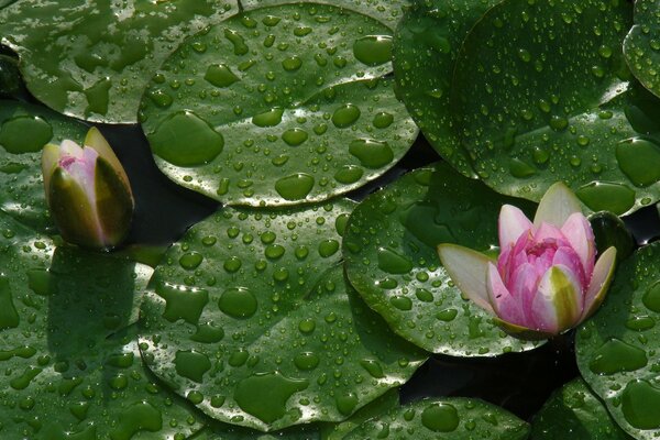 Water lilies and buds on the water