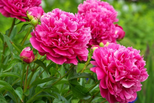 Red lush peonies photo