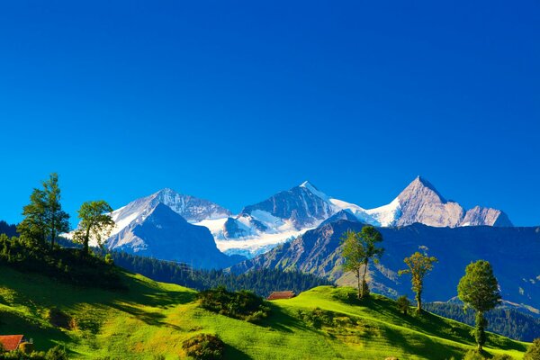 Vista de los picos blancos de los Alpes desde una colina verde