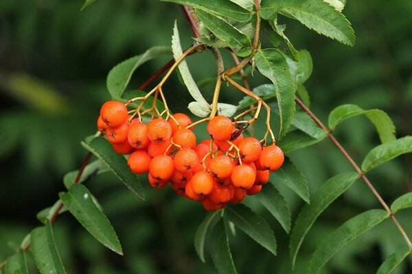 Eberesche mit roten Beeren bestreichen