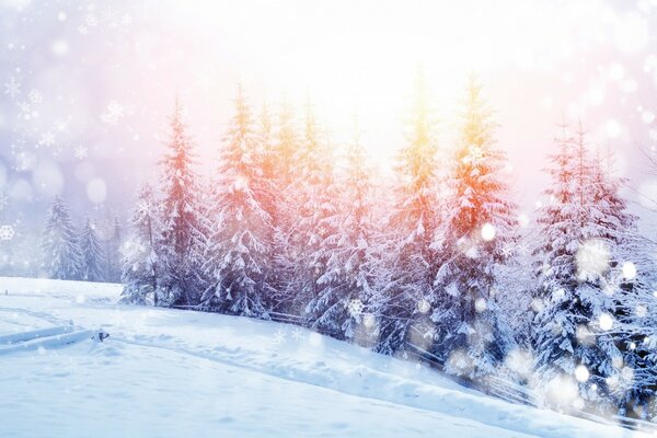 Landschaft von Weihnachtsbäumen im Schnee