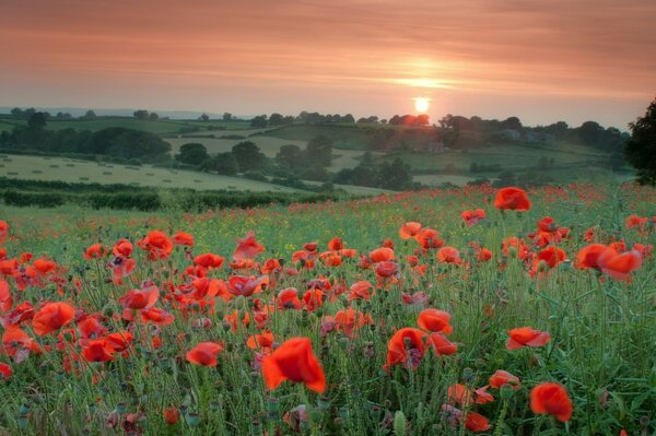 Rote Mohnblumen im Feld bei Sonnenuntergang