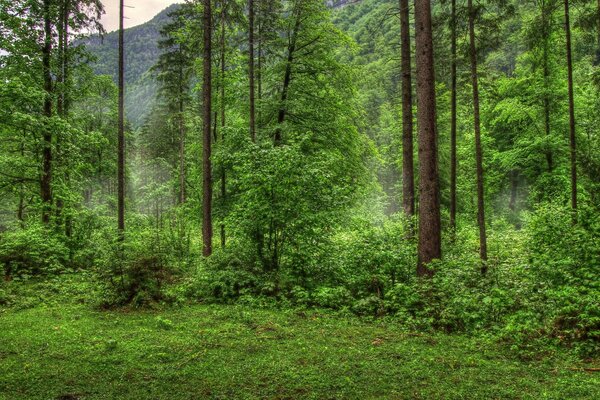 Зелёный лес, прекрасный вид