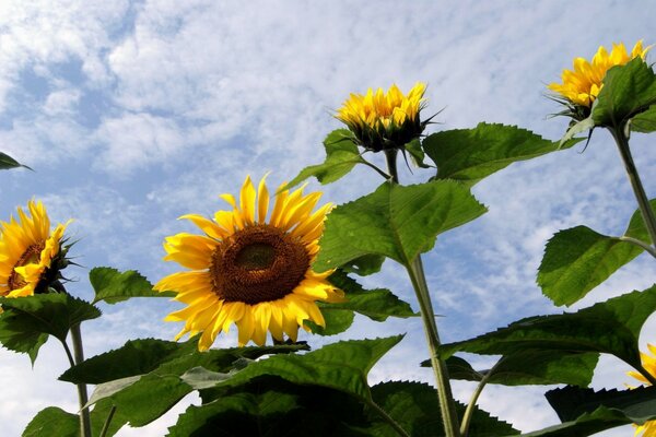 Sunflowers on a cloudy sky background