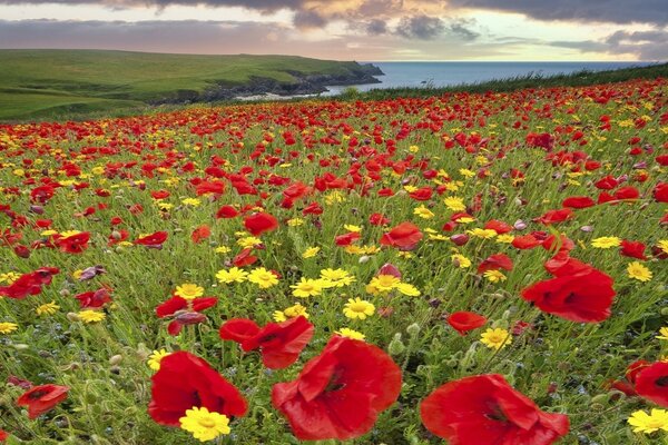 A meadow with red and yellow flowers under a cloudy sky