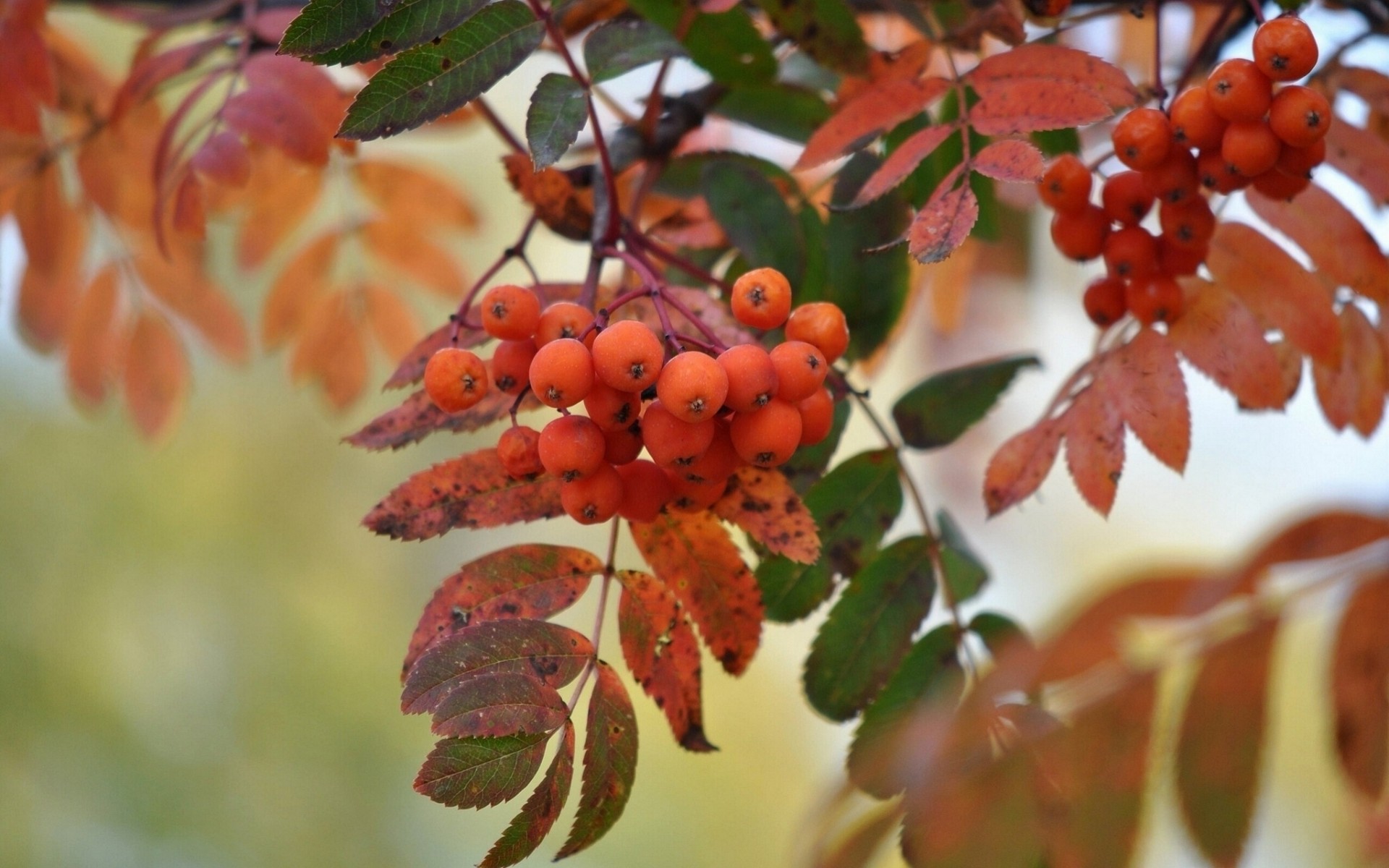 foglia autunno pennello sorbo macro