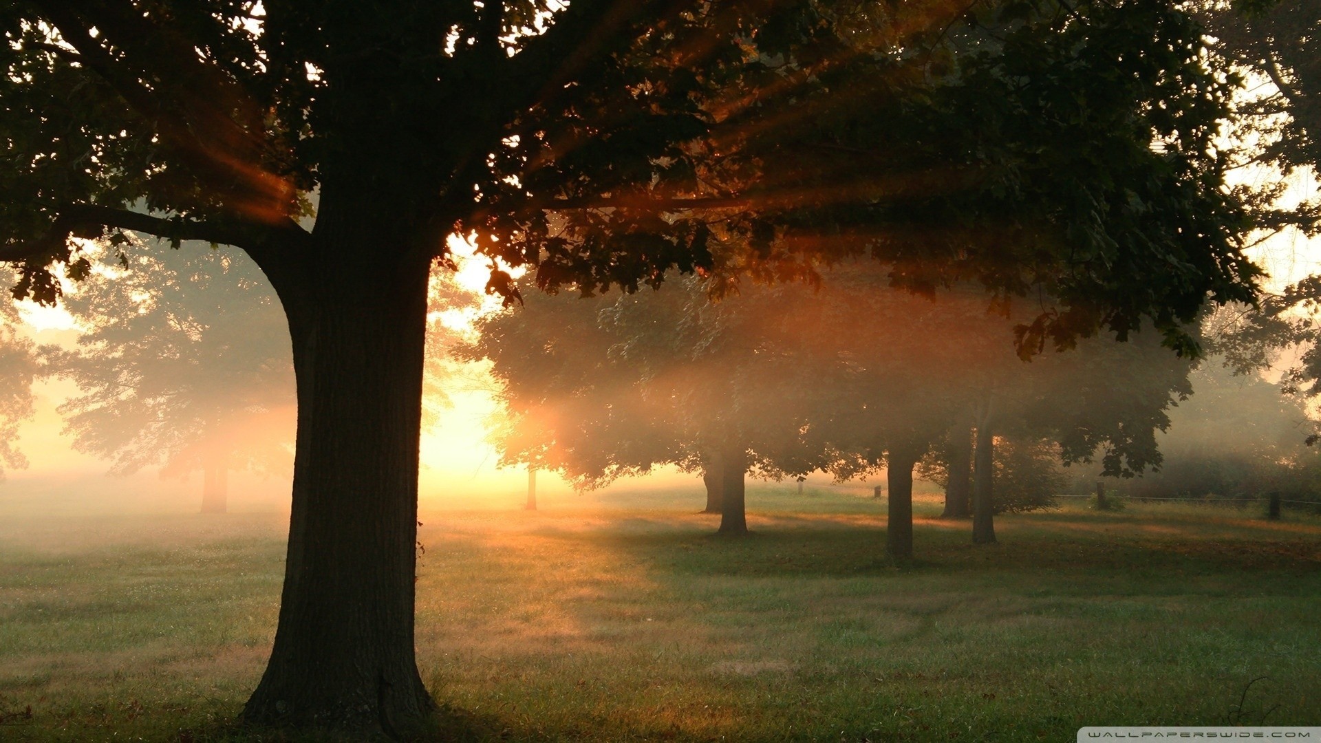 natur hd voll frisch tag vintage