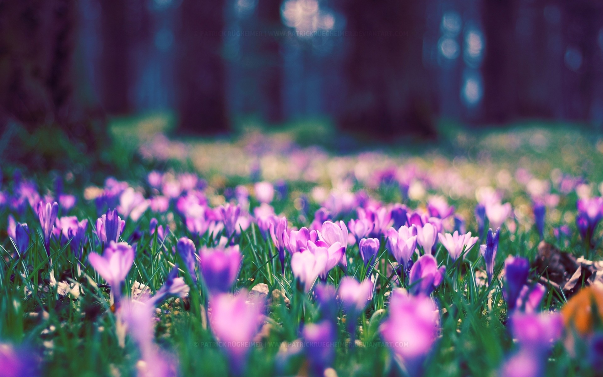 primavera parque flor