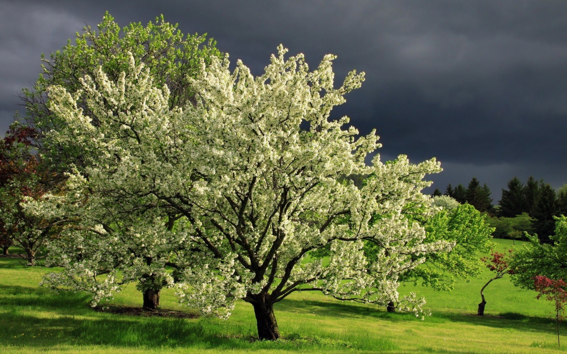 widok chmury krajobraz kwitnące drzewa natura