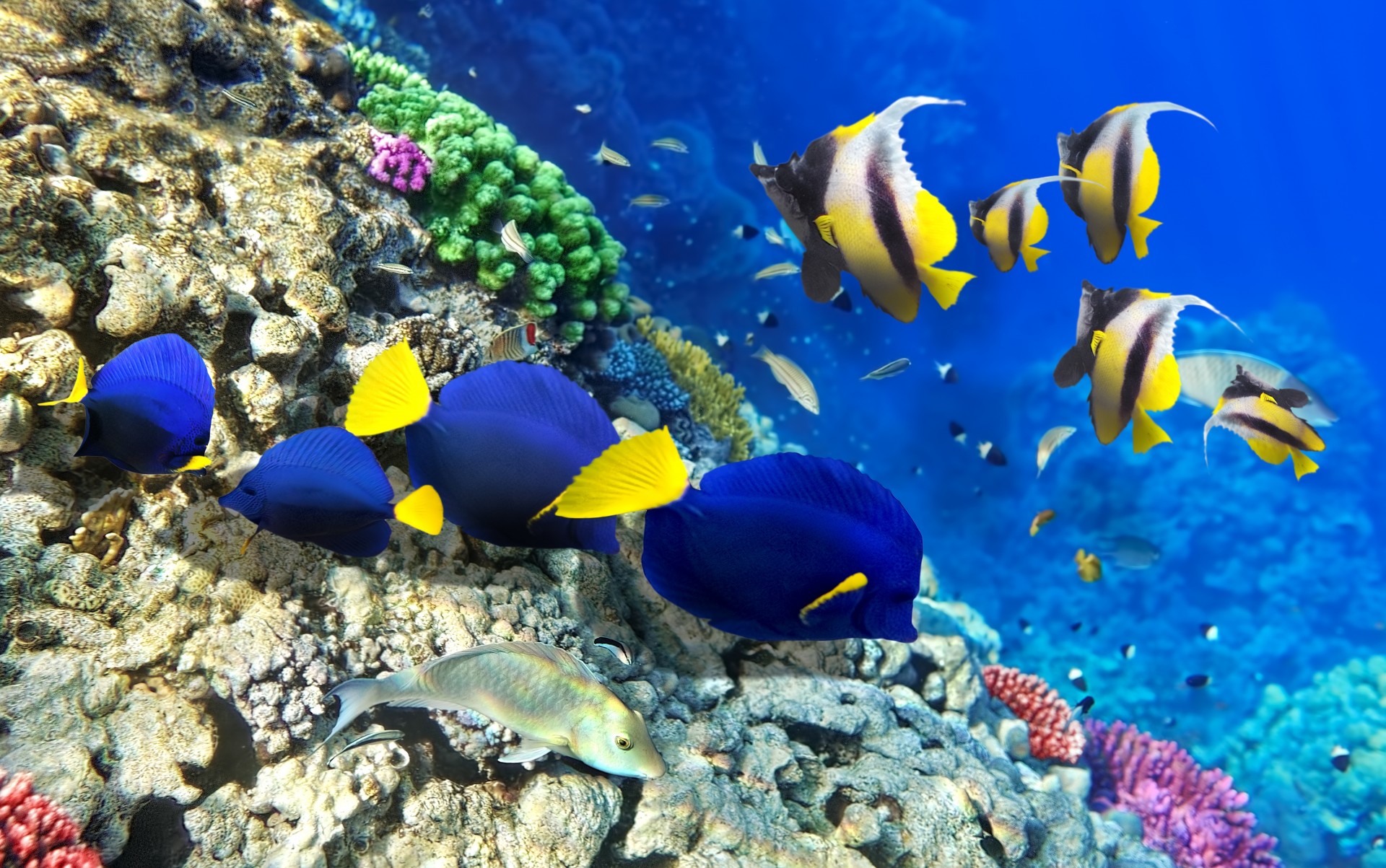 peces fondo océano bajo el agua verano