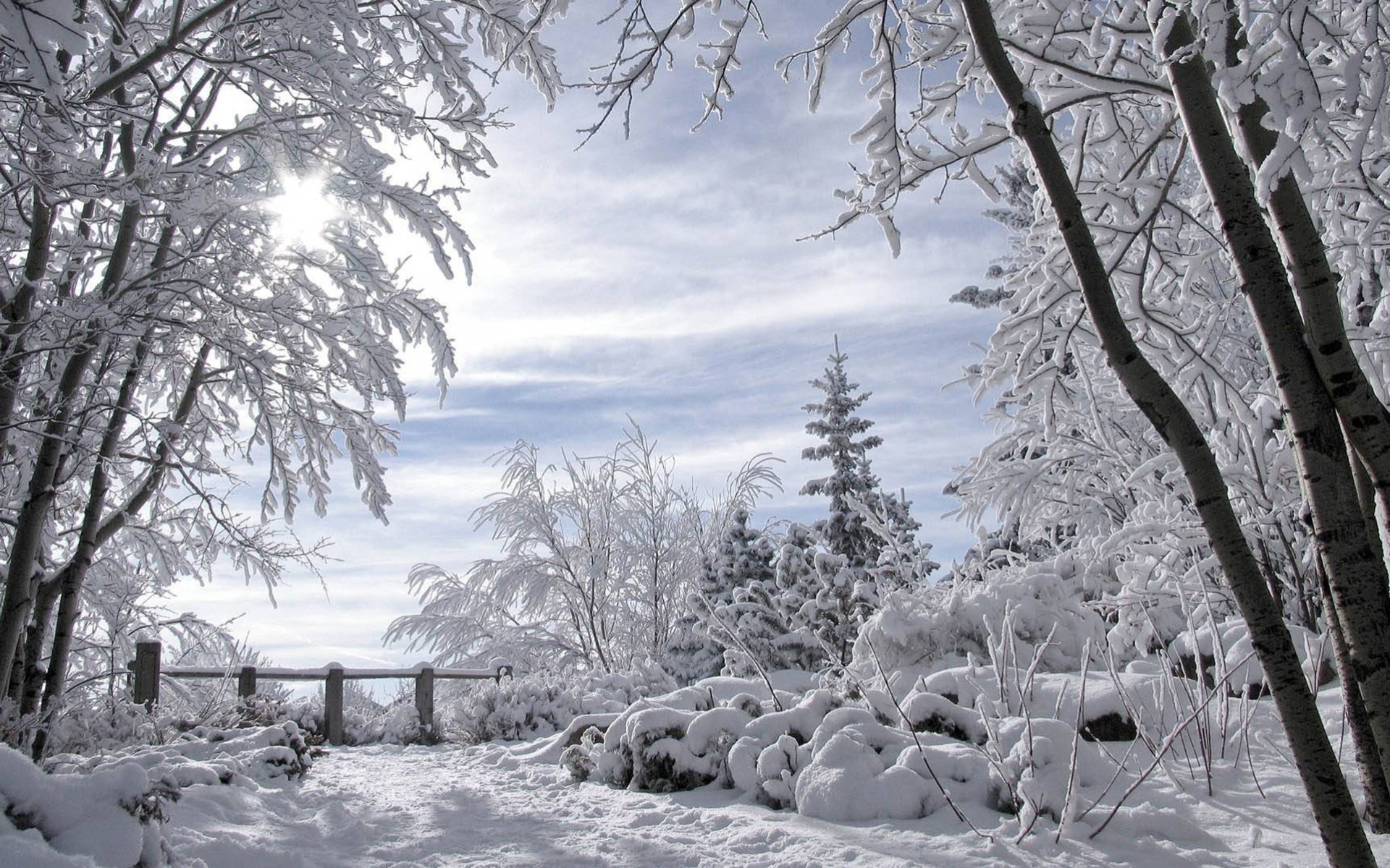 nieve bosque paisaje invierno