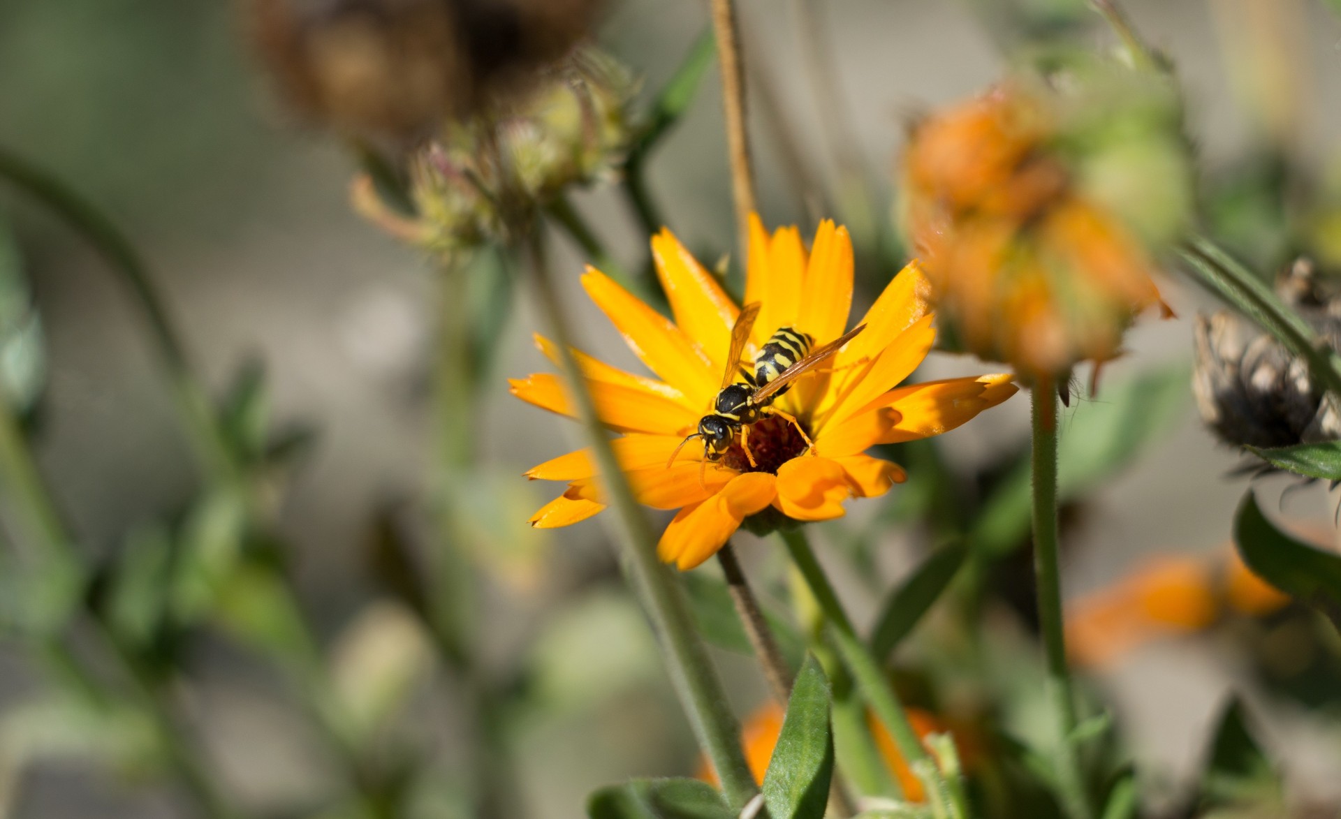 flores macro abeja naturaleza