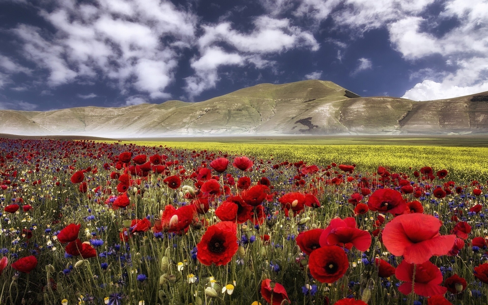 italie ombrie apennins fleurs coquelicots bleuets montagnes prairie