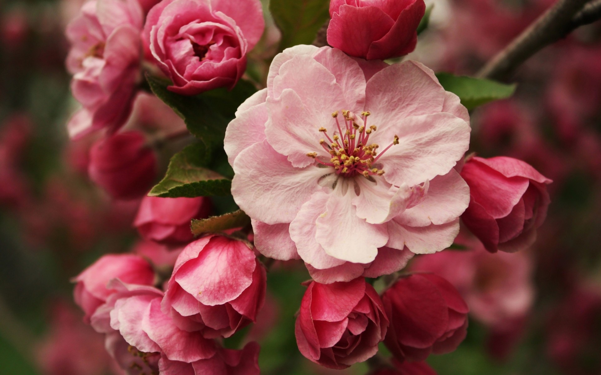 macro alberi boccioli fiori primavera