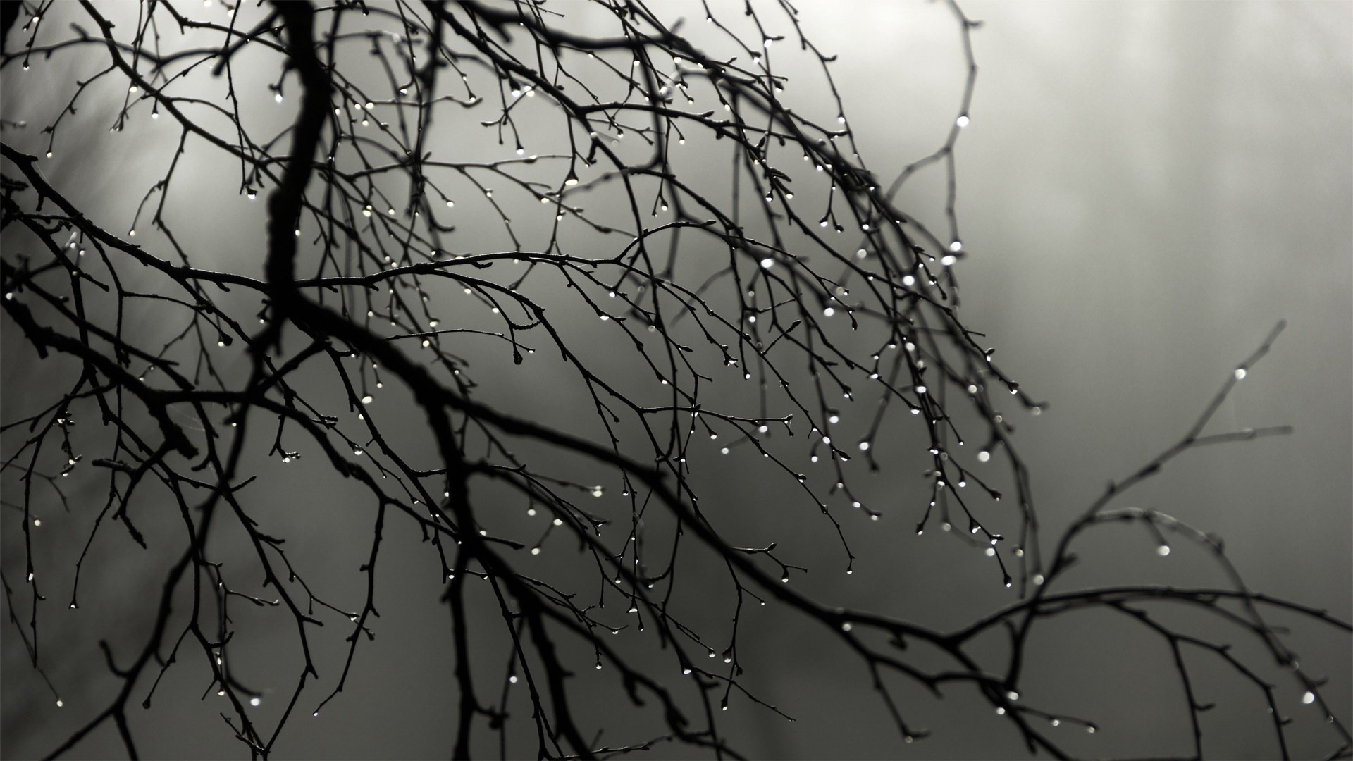 arbres brouillard branches chutes