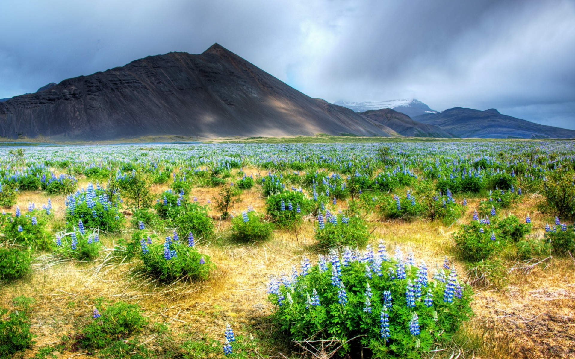 the field mountain landscape flower nature