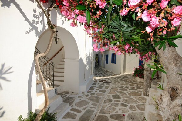 Santorin dans le jardin de la maison blanche en Grèce