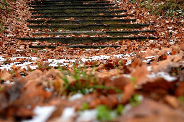 Tappeto autunnale sui gradini verso il cielo