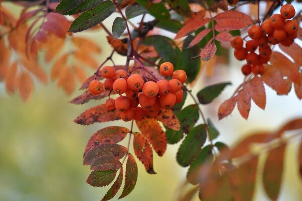 Pennello di sorbo rosso frutto bello di autunno