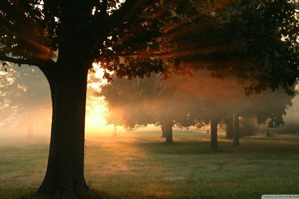 Amanecer fresco y brumoso en el bosque