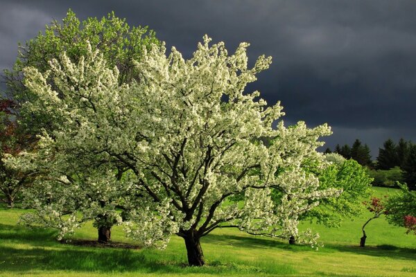 Bellissimo albero su uno sfondo di nuvole nere