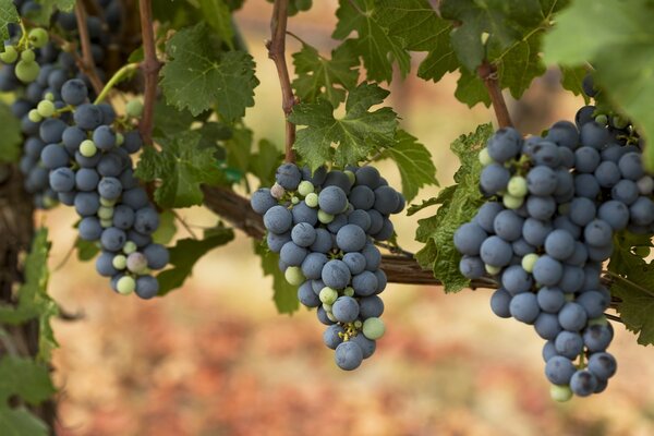 Jugosos racimos de uvas autonivelantes